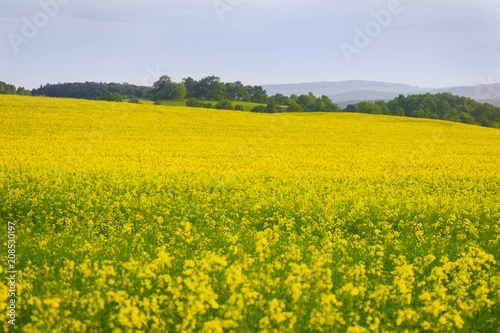 Spring Landscape with Fields of Oilseed Rape in Bloom under Blue Sky . © olyczka