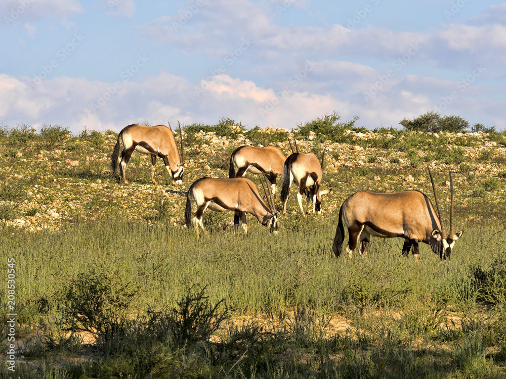 Gemsbok, Oryx gazella gazella, grazing in tall grass, Kalahari, South Africa Gemsbok, Oryx gazella gazella, grazing in tall grass, Kalahari, South Africa