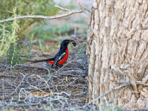 Crimson-breasted Shrike, Laniarius atrococcineus, with beetle, Kalahari, South Africa photo