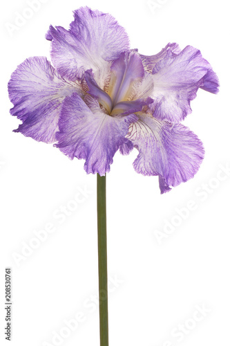 Fototapeta Naklejka Na Ścianę i Meble -  iris flower isolated