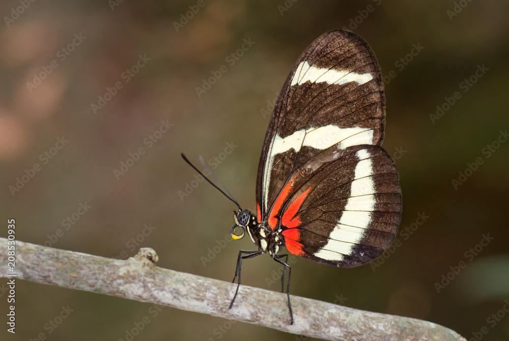 on's Longwing - Heliconius hewitsoni, beautiful colorful butterfly from Central America forests. on's Longwing - Heliconius hewitsoni, beautiful colorful butterfly from Central America forests.