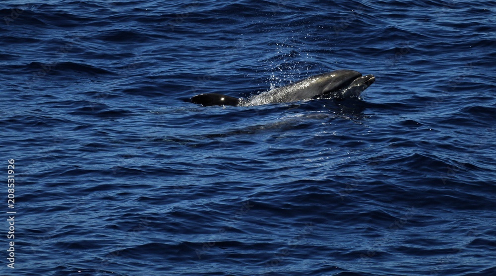 Fototapeta premium a lonley dolphin