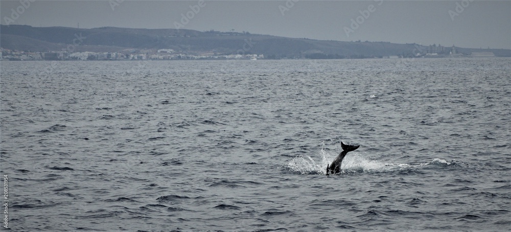 dolphins playing free