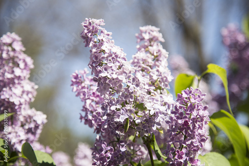 Spring branch of blossoming lilac. Lilac background 