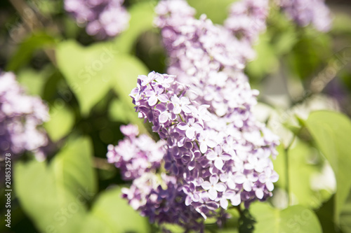 Spring branch of blossoming lilac. Lilac background 