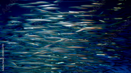  Moving anchovies in aquiarium- texture or background
