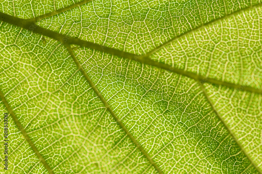 Obraz premium Feuille de noisetiter