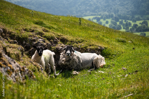 Dovedale sheep