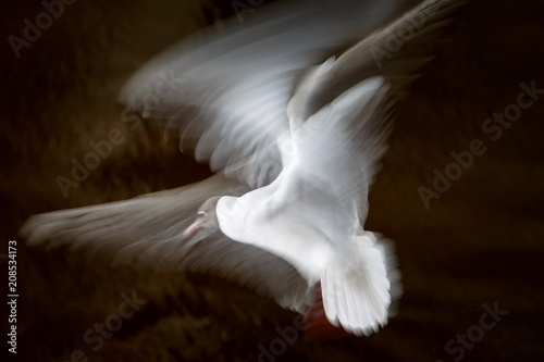 White seagull waving its wings in flight on a dark background in long exposition, slow shutter
