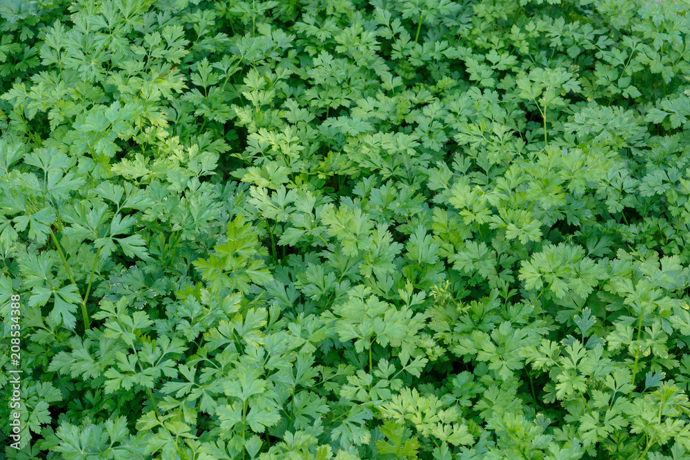 Appetizing fresh green parsley grows on the garden bed as a background or backdrop