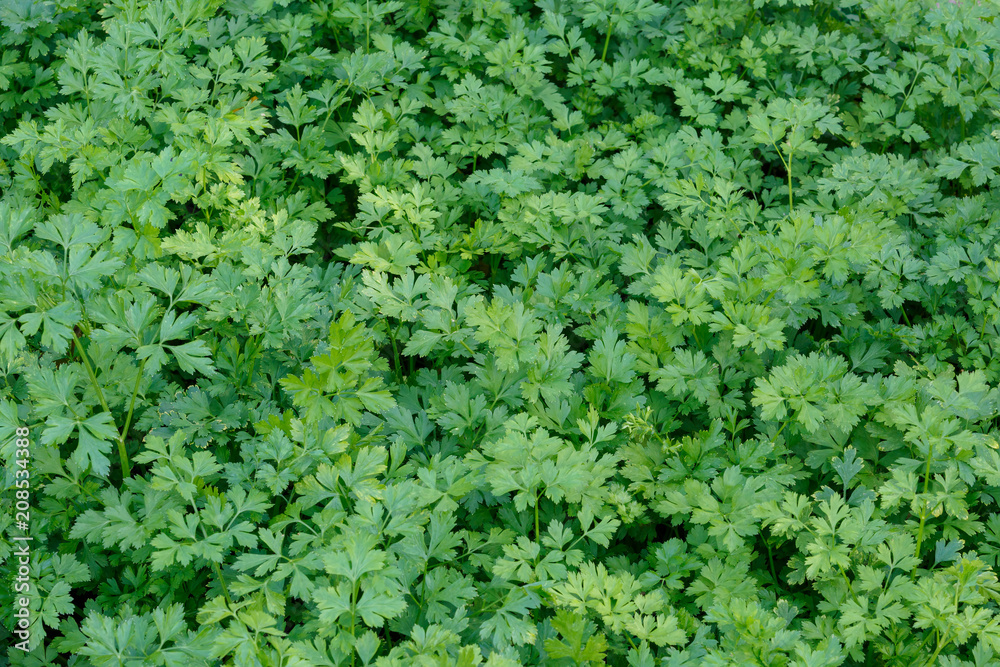 Appetizing fresh green parsley grows on the garden bed as a background or backdrop Appetizing fresh green parsley grows on the garden bed as a background or backdrop