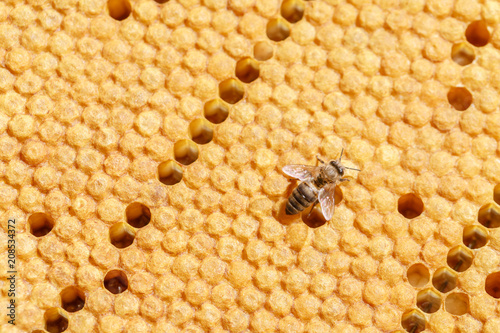 Lonely bee crawls on honeycombs, close-up