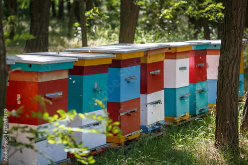 Several multi-colored hives stand in the forest on a sunny spring day