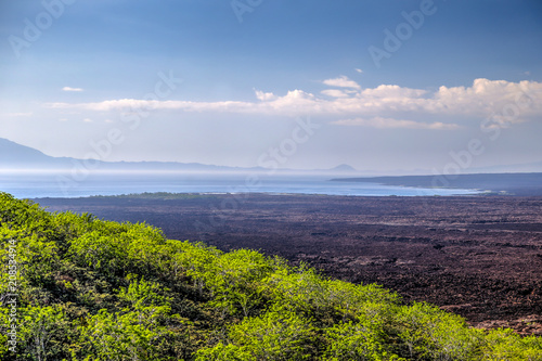 Trees and volcanic landscape of the Galapagos