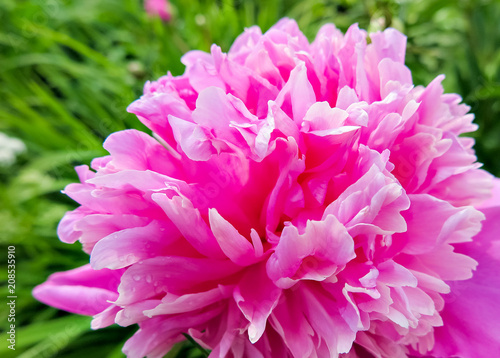 the blooming pink peony in the garden