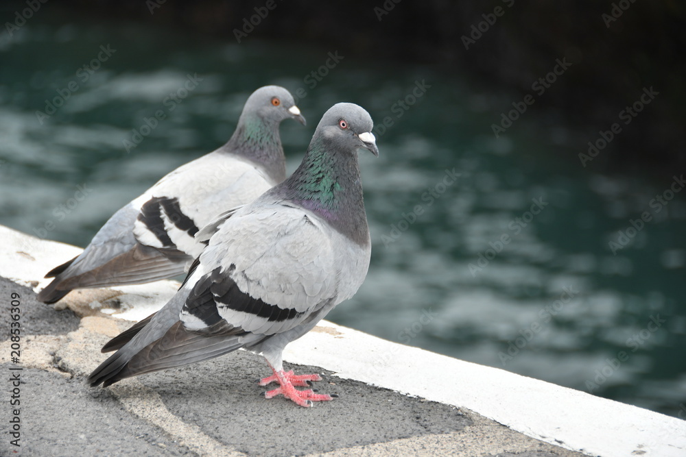 Obraz premium Palomas junto al mar