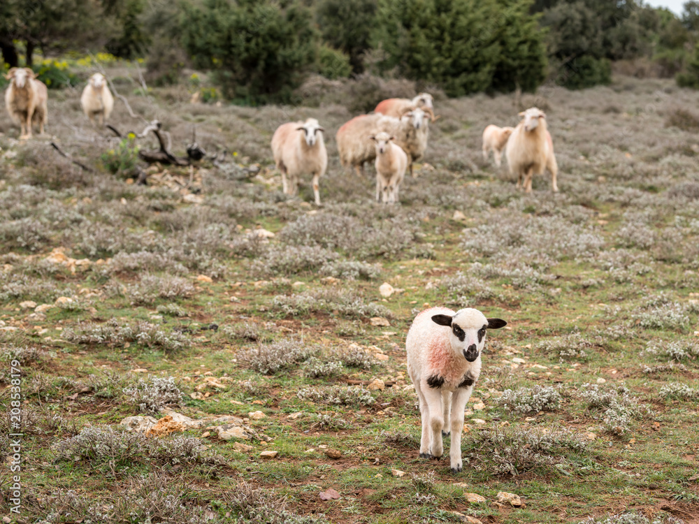 Young lamb and a group of sheep standing on a pasture