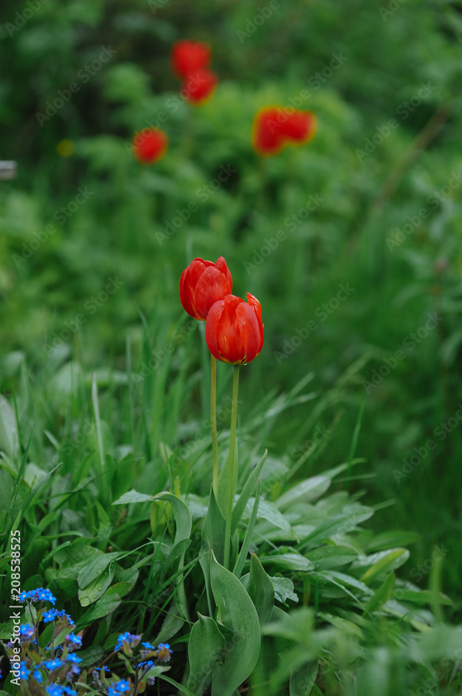 Obraz premium Tulips on the flowerbed