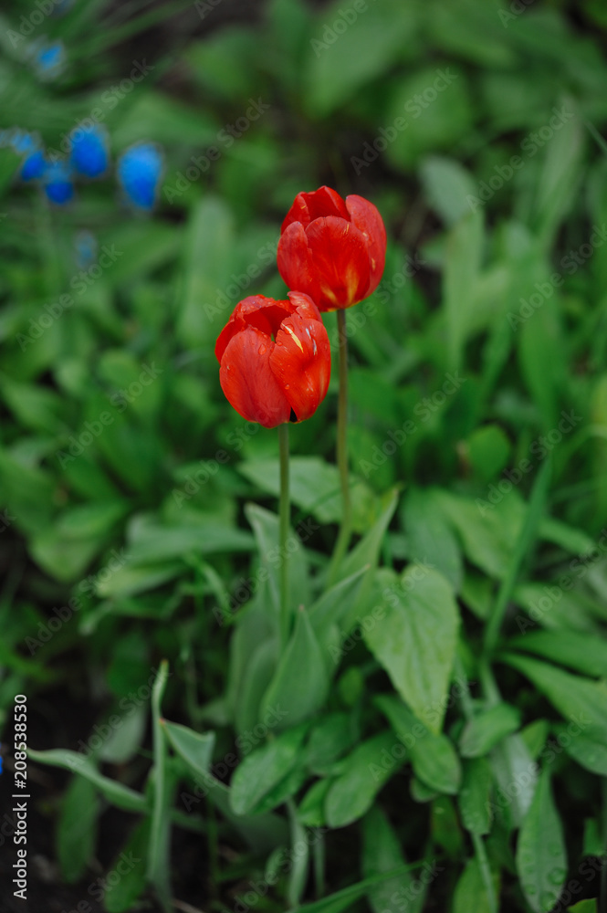 Tulips on the flowerbed Tulips on the flowerbed