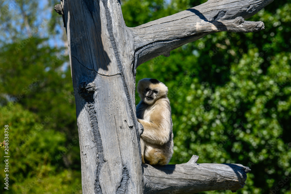 Obraz premium White Cheeked Gibbon