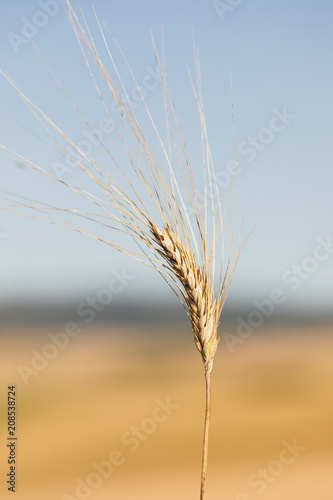Dettaglio spiga di grano