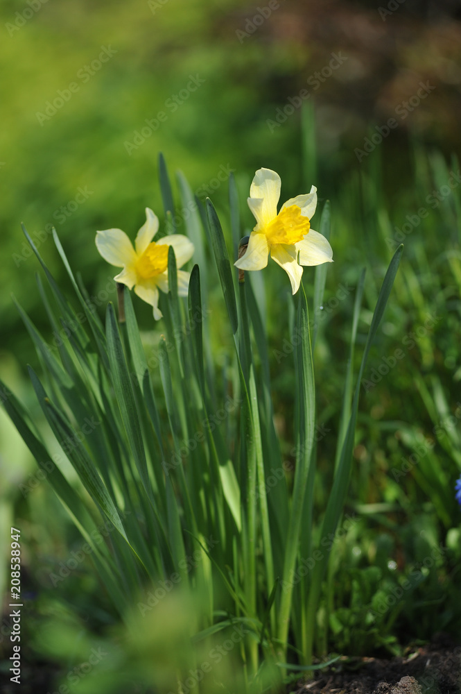 Narcissus