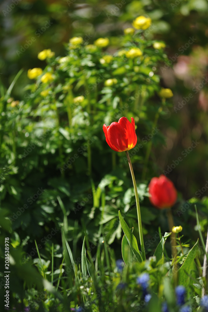 Tulips on the flowerbed