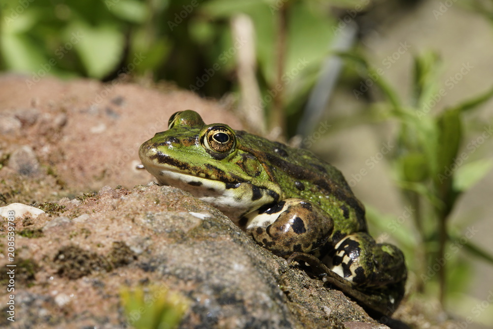 Teichfrosch ( Rana esculenta) sonnt sich auf einem Stein Teichfrosch ( Rana esculenta) sonnt sich auf einem Stein