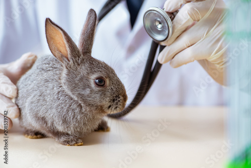 Vet doctor checking up rabbit in his clinic