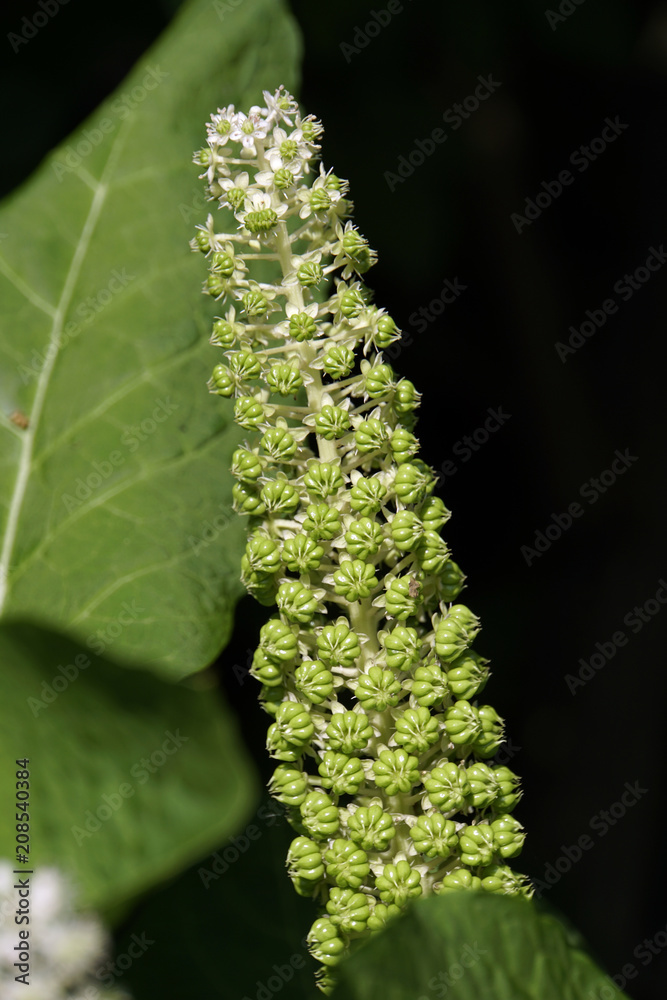 Indische Kermesbeere (Phytolacca acinosa) - Blütenstand