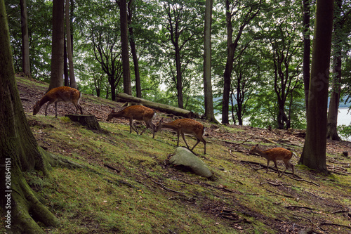 Fototapeta Naklejka Na Ścianę i Meble -  Four deers in a line. Taken in a animal park in Vejle, Denmark near the water.