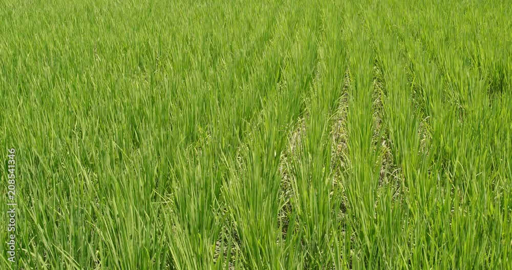 Paddy rice farm Paddy rice farm
