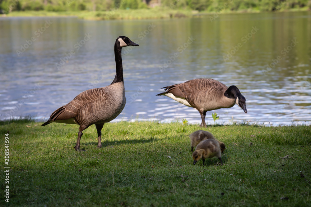 Family of geese during a sunny day. Taken in One Mile Lake, Pemberton, British Columbia, Canada. Family of geese during a sunny day. Taken in One Mile Lake, Pemberton, British Columbia, Canada.