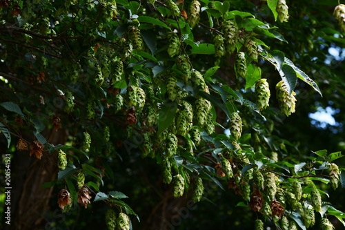 Fruits of Japanese hornbeam