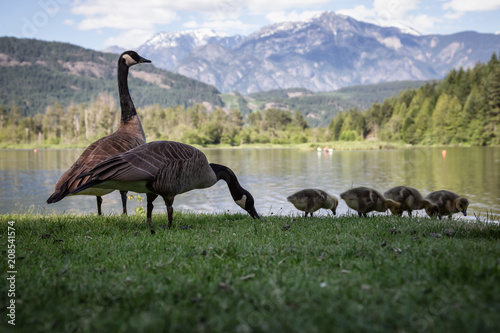 Family of geese during a sunny day. Taken in One Mile Lake, Pemberton, British Columbia, Canada.