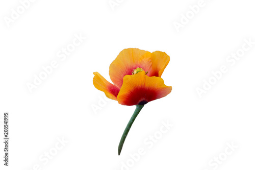 Vivid petals of a blossoming meadow poppy with a green furry stem  isolated image on a white background.