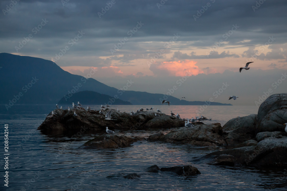Obraz premium Flock of seagull on a rocky island during a vibrant sunset. Taken in Howe Sound, North of Vancouver, British Columbia, Canada.