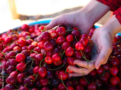 dealer holding red cherries
