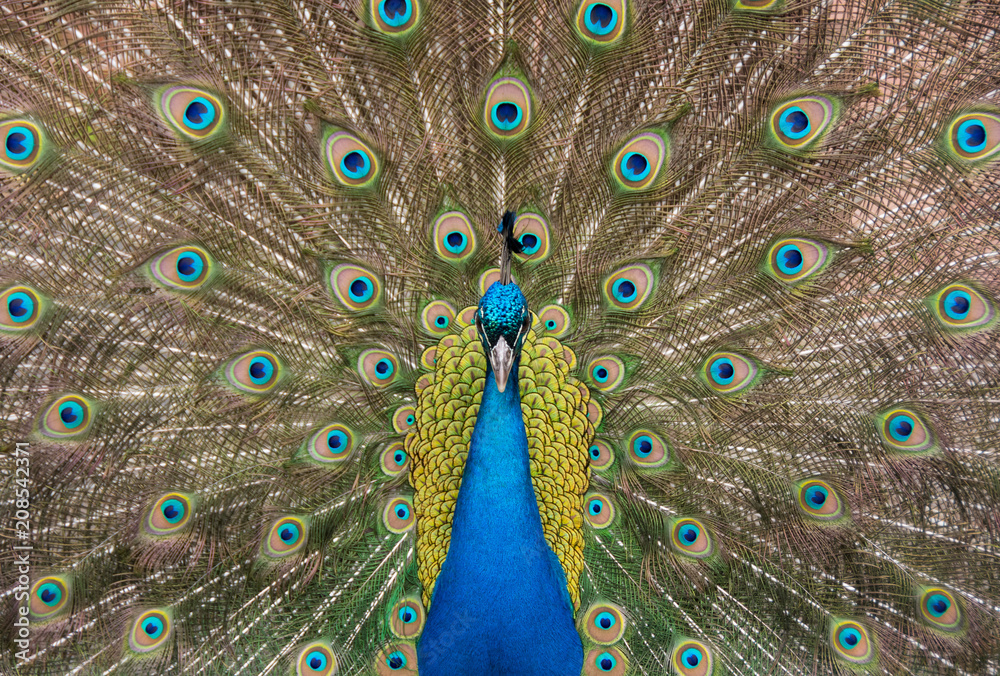 Obraz premium Portrait of peacock