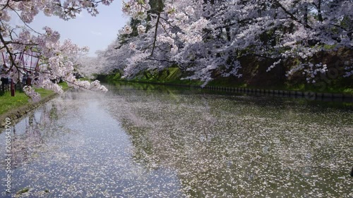 弘前公園の桜 Hirosaki park cherry blosoms photo