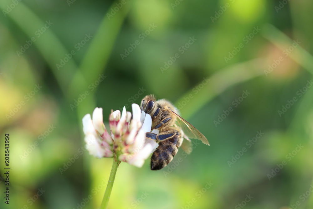 Biene auf Blume bei Bestäubung Biene auf Blume bei Bestäubung