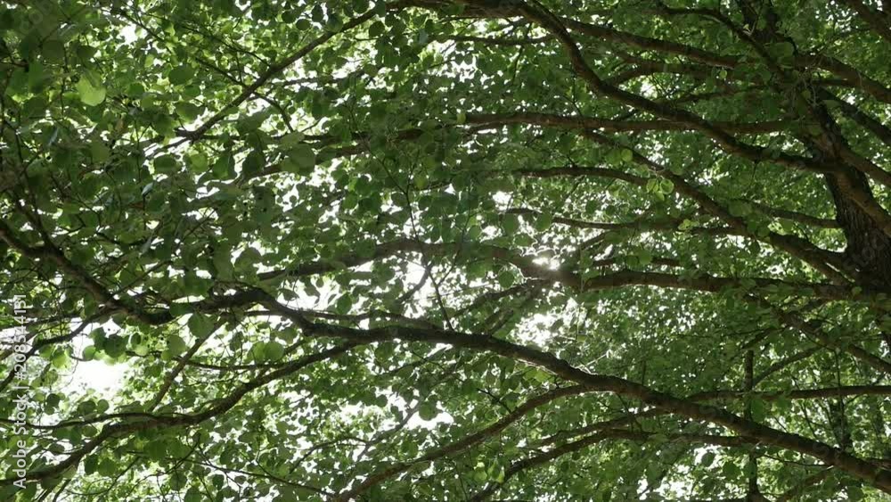 Beautiful crowns of trees, covered with green leaves. The sun's rays make their way through the branches of trees. Slow motion. Beautiful crowns of trees, covered with green leaves. The sun's rays make their way through the branches of trees. Slow motion.
