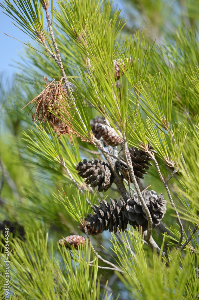 Obraz premium cones of pine green sky