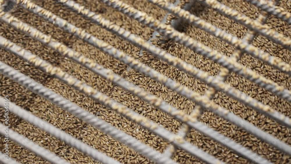 Farm factory processes. Crushed brown grain mills in modern milling apparatus through metal lattice Farm factory processes. Crushed brown grain mills in modern milling apparatus through metal lattice