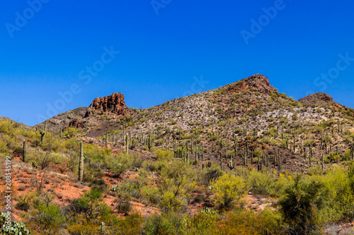 Rugged hillside in Arizona's Sonoran desert in springtinme; bright red and white earth is covered with giant Saguaro cacti, prickly pear and other native plants; The deep blue desert sky is overhead.