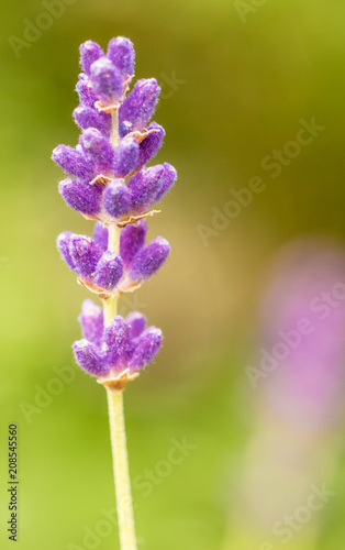 close up of lavdender violet stem.