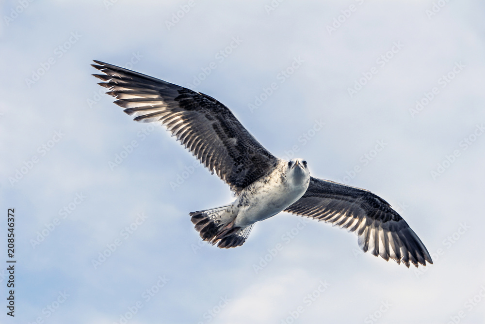 Istanbul, Turkey, 3 May 2014: Seagull at sky Istanbul, Turkey, 3 May 2014: Seagull at sky