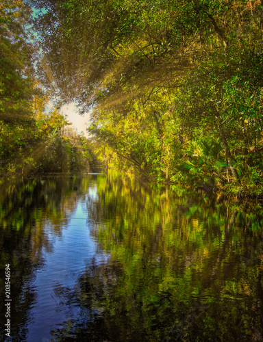 Fototapeta Naklejka Na Ścianę i Meble -  Morning in the swamp