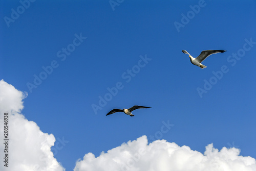 Istanbul, Turkey, 3 Agust 2012: Seagulls at sky © Kayihan