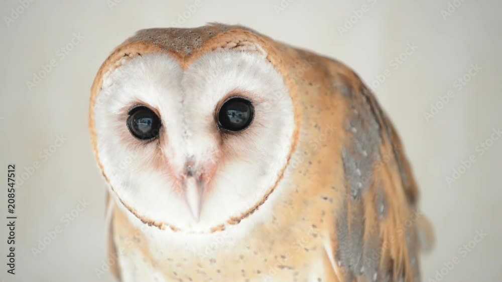 common barn owl ( Tyto albahead ) head close up